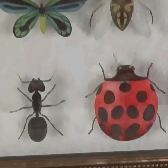 Bug Collection Framed Wall Art Print Butterflies & Insects Kirklands 15" X 11.5" - Picture 12 of 16